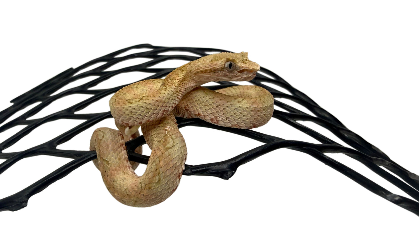 Eyelash Viper (Bothriechis spp) - 02