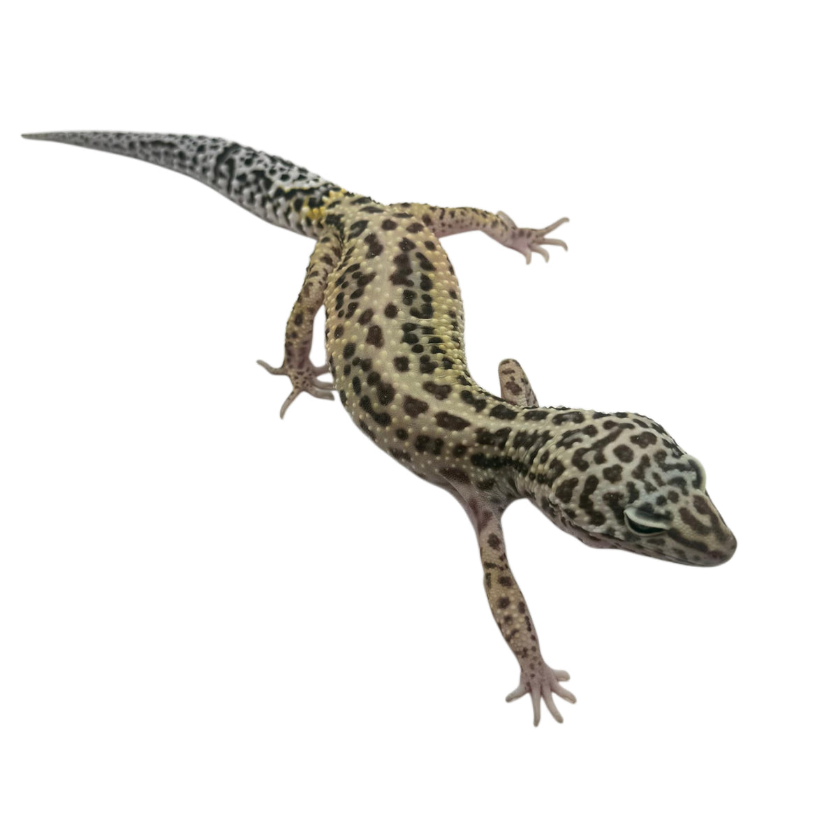 Leopard Gecko - Normal 03