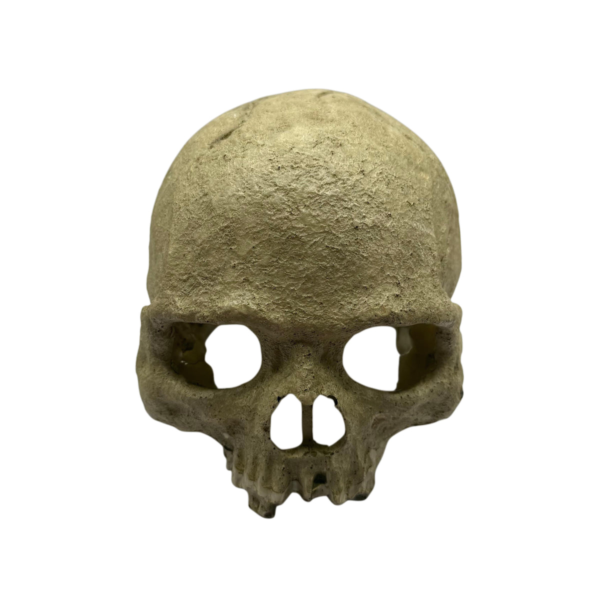 Resin Skull Head