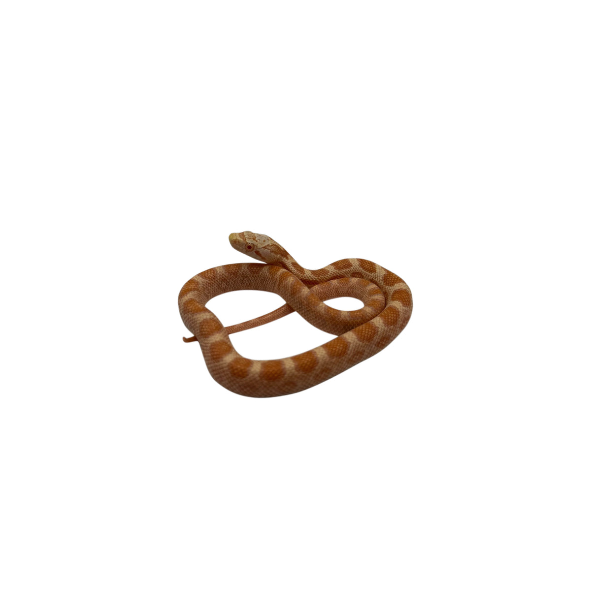Albino Black Rat Snake