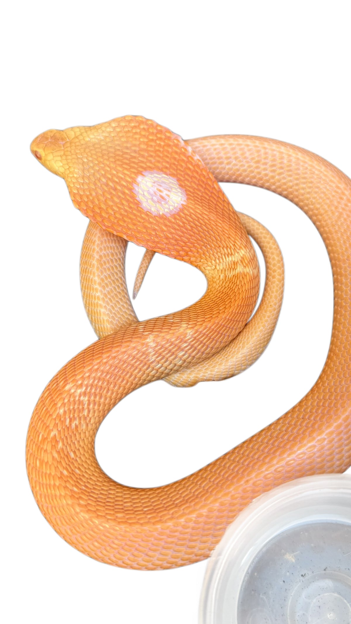 Albino Monocled Cobra