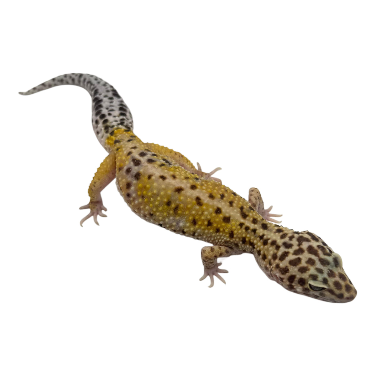 High Yellow Leopard Gecko