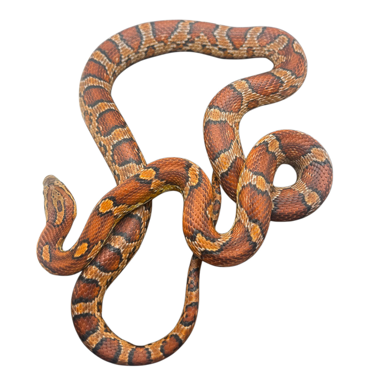 Reverse Okeetee Corn Snake