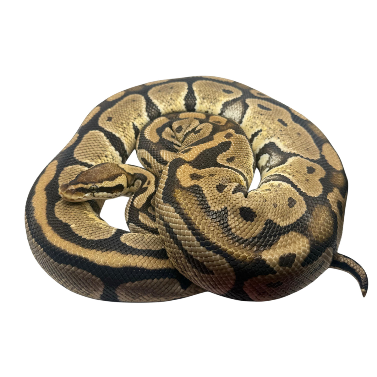 Pastel Ball Python - 02