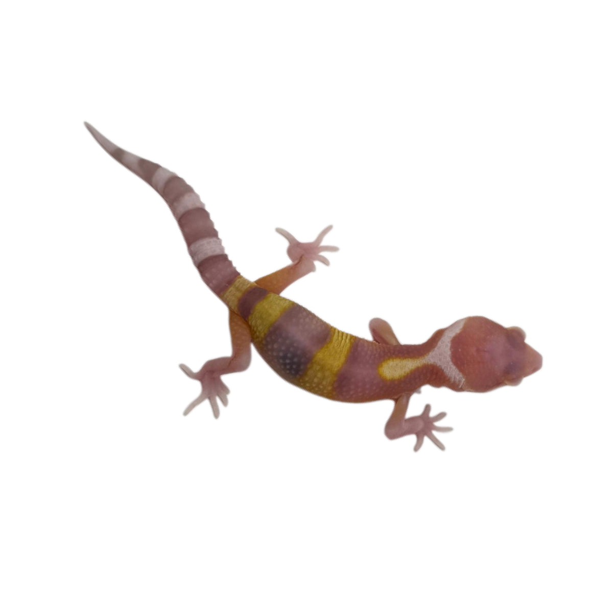 Radar Leopard Gecko