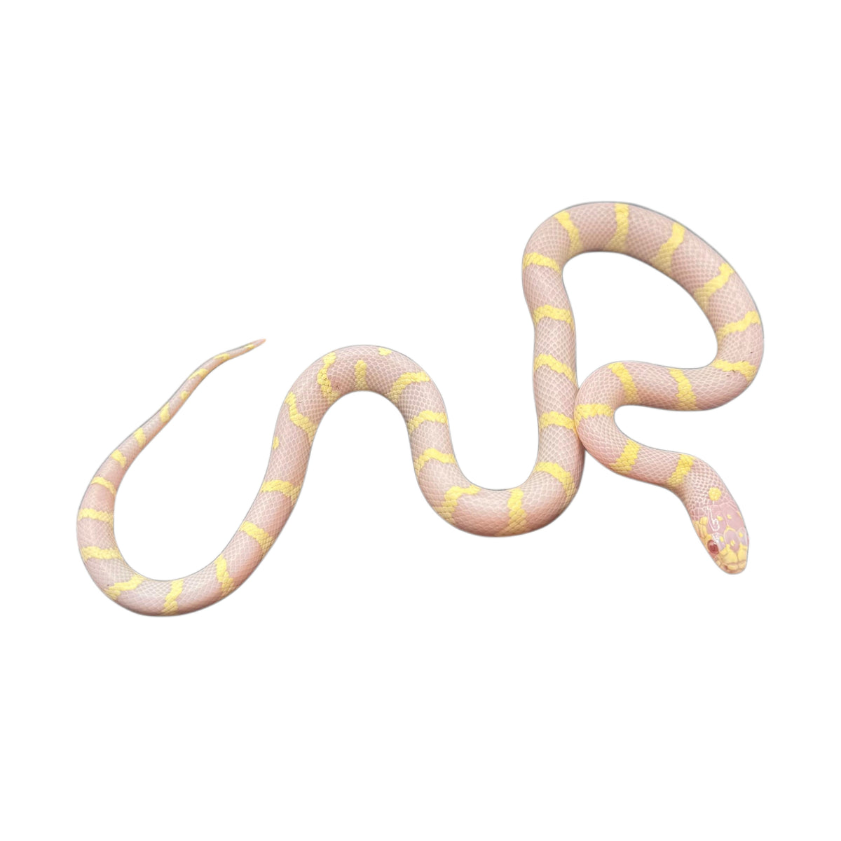 Albino California King Snake