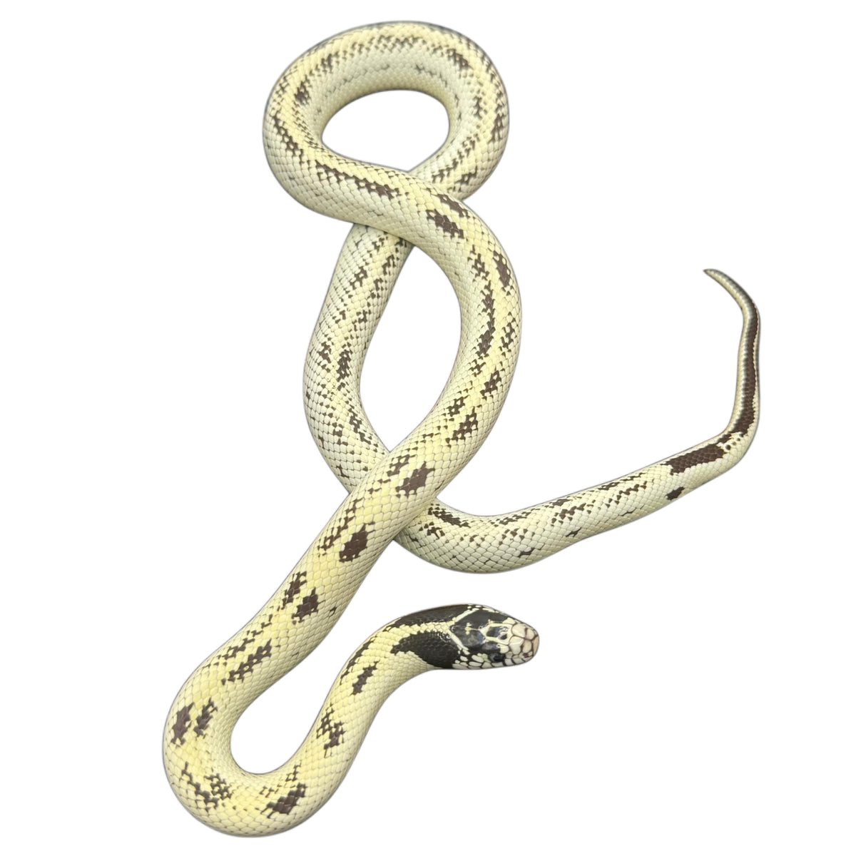 High White California Kingsnakes - Pair