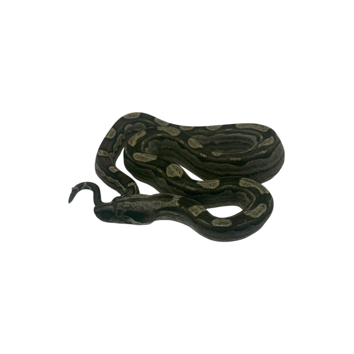 Motley Boa Imperator