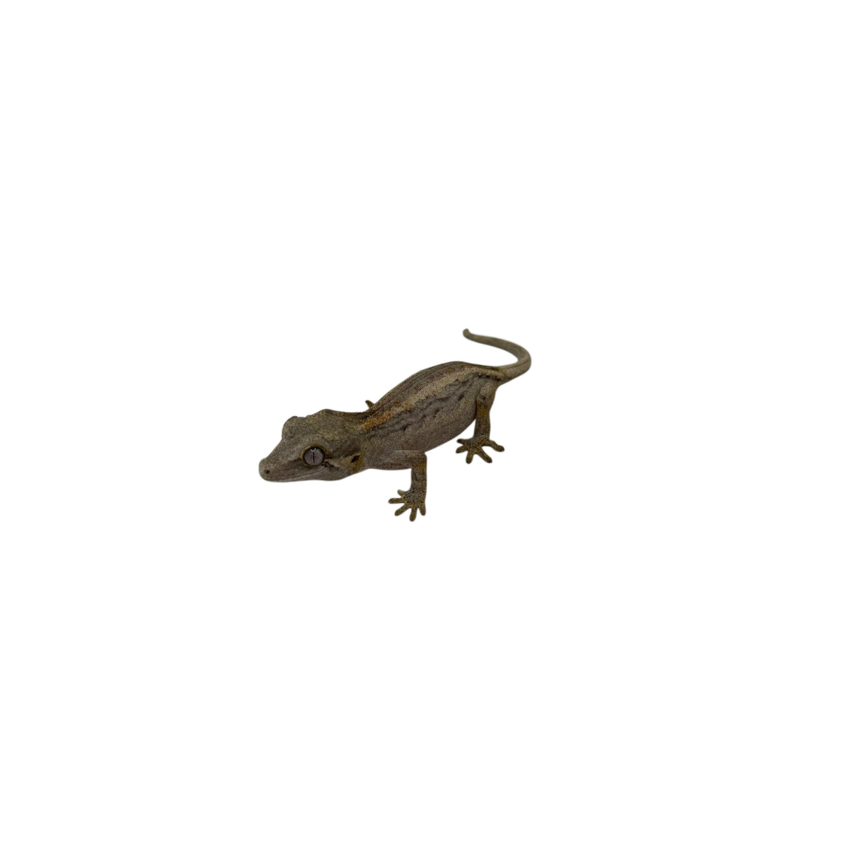 Gargoyle Gecko