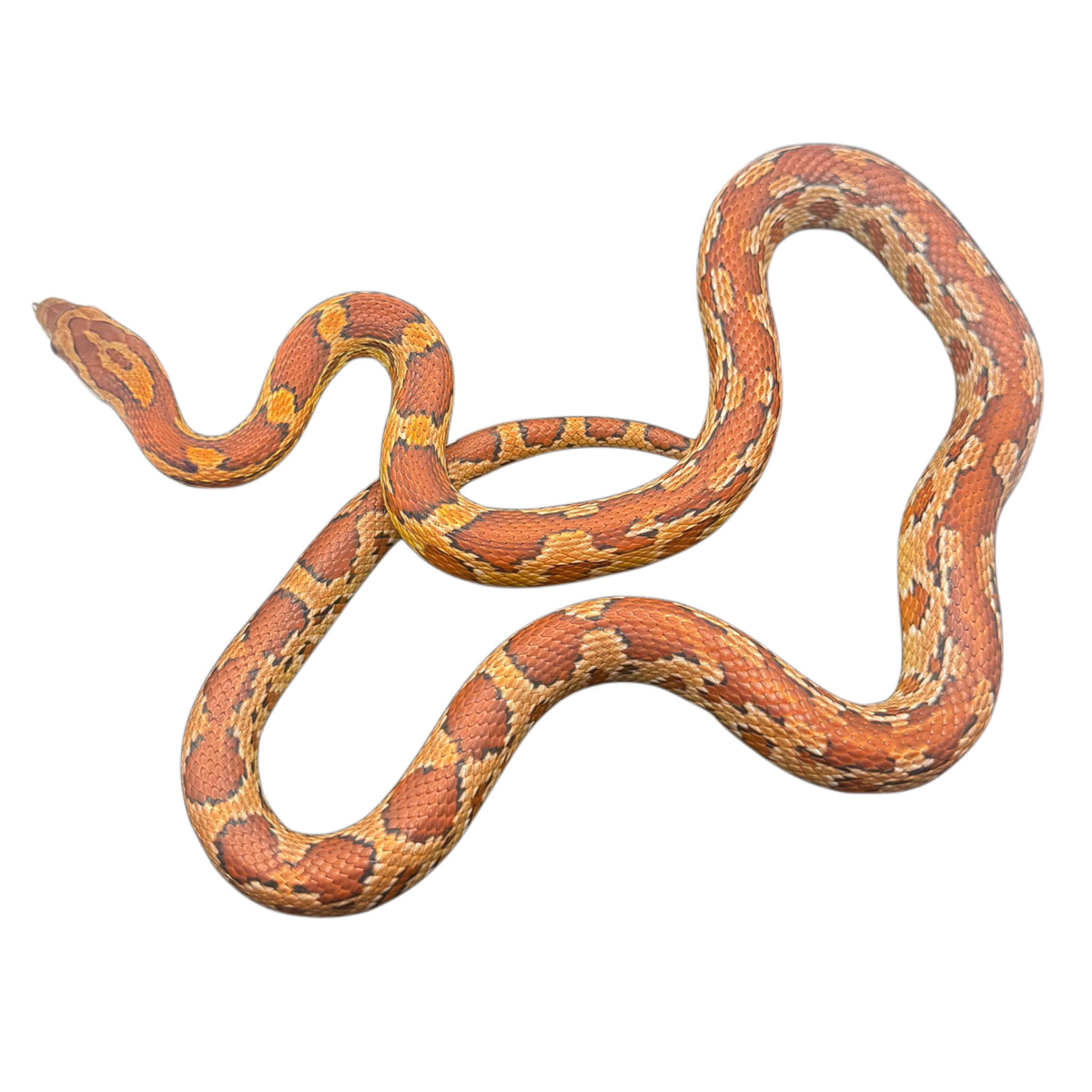 ZigZag Corn Snake 02