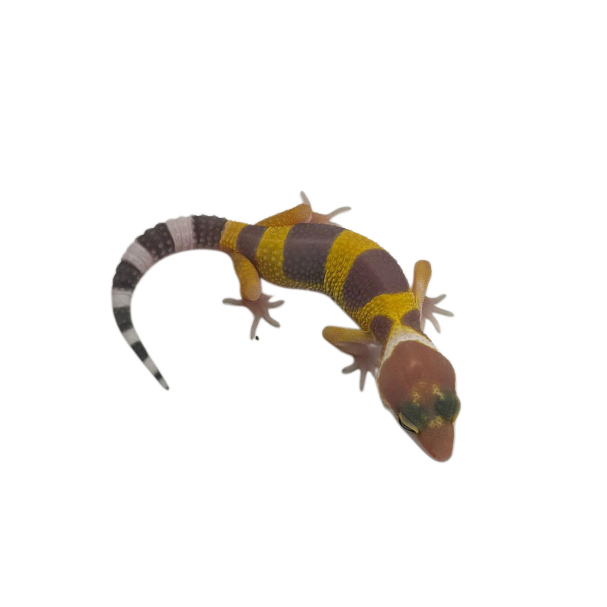 Hypo Leopard Gecko - 01