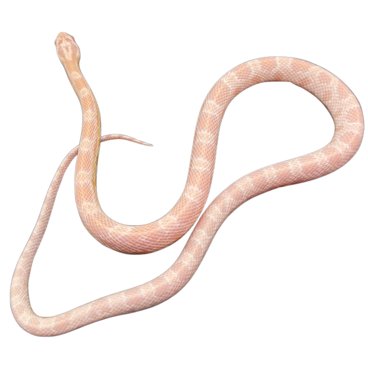 Snow Corn Snake