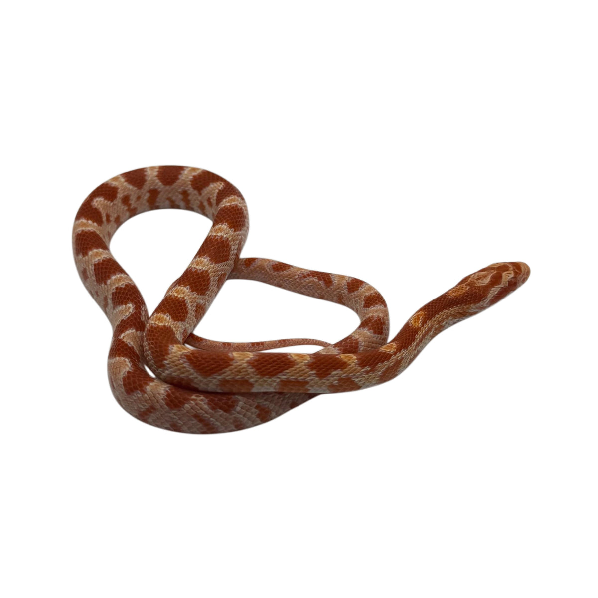 Albino Corn Snake