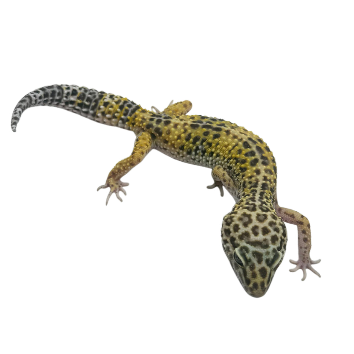 Leopard gecko - Normal 02