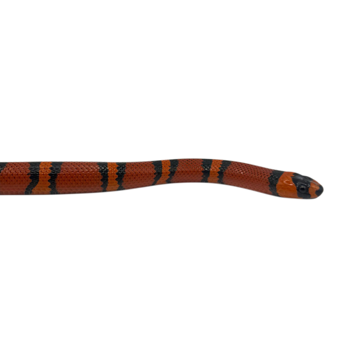 Trio Honduran Milk Snakes