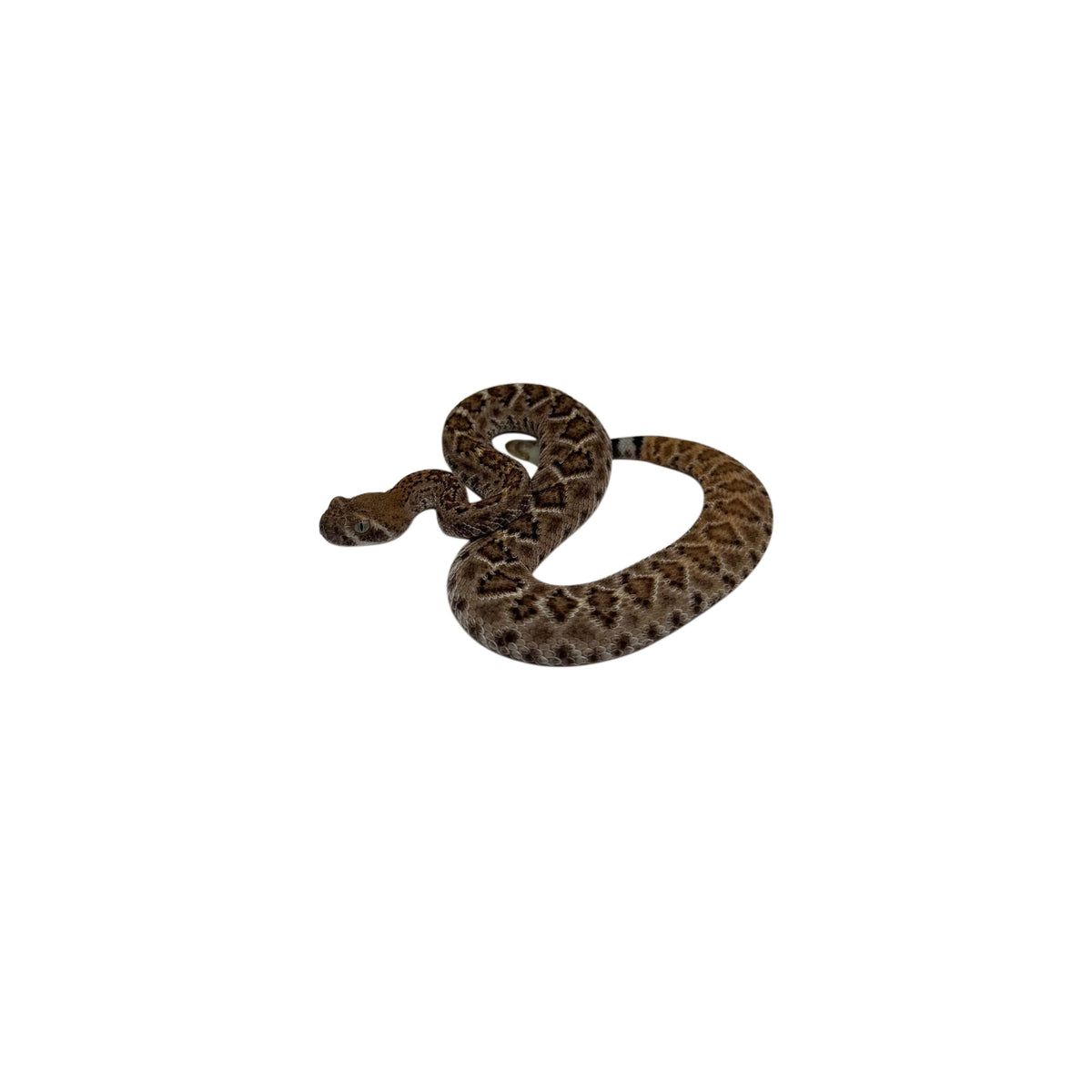 Western Diamondback Rattlesnake