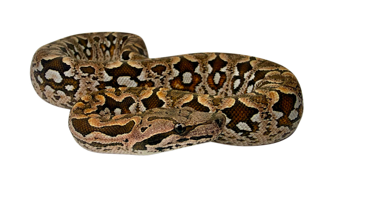 Dumeril Boa