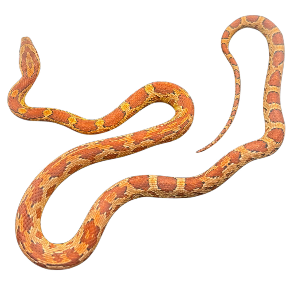 ZigZag Corn Snake 01