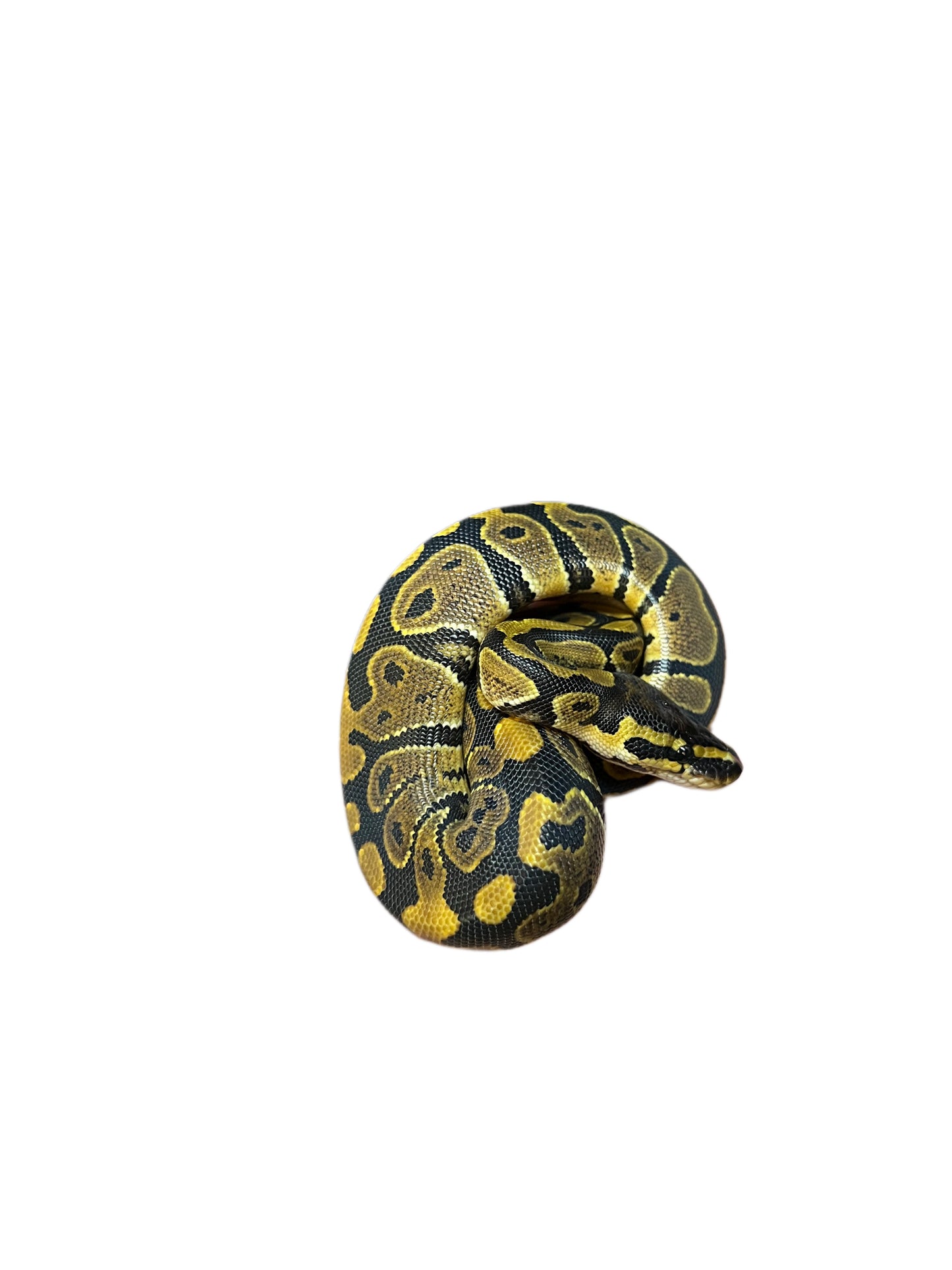 Ball Pythons