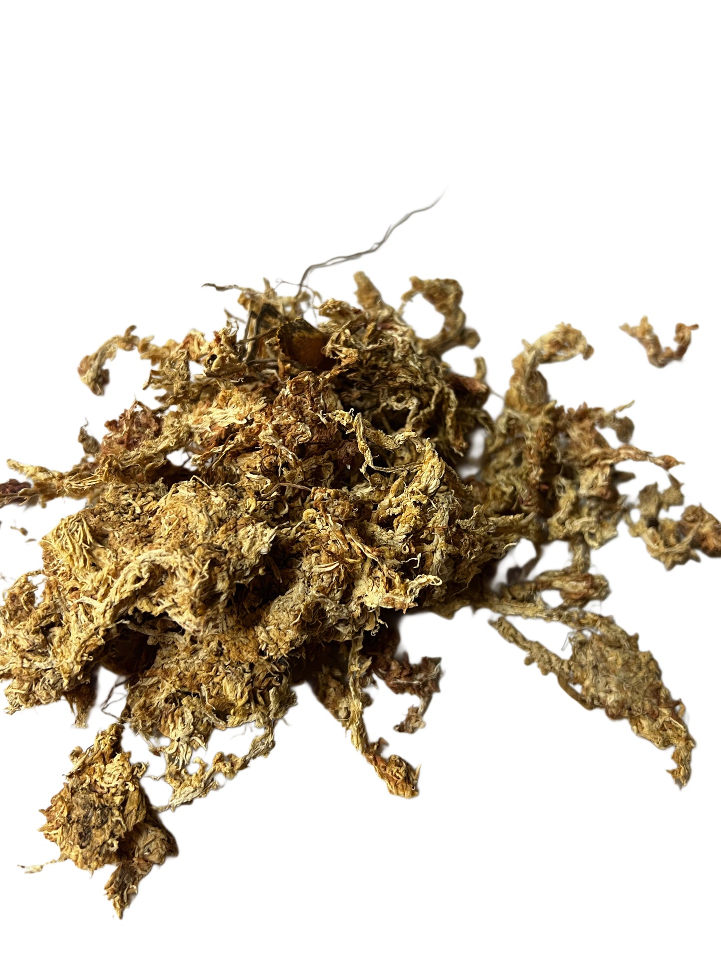 Chilean sphagnum moss