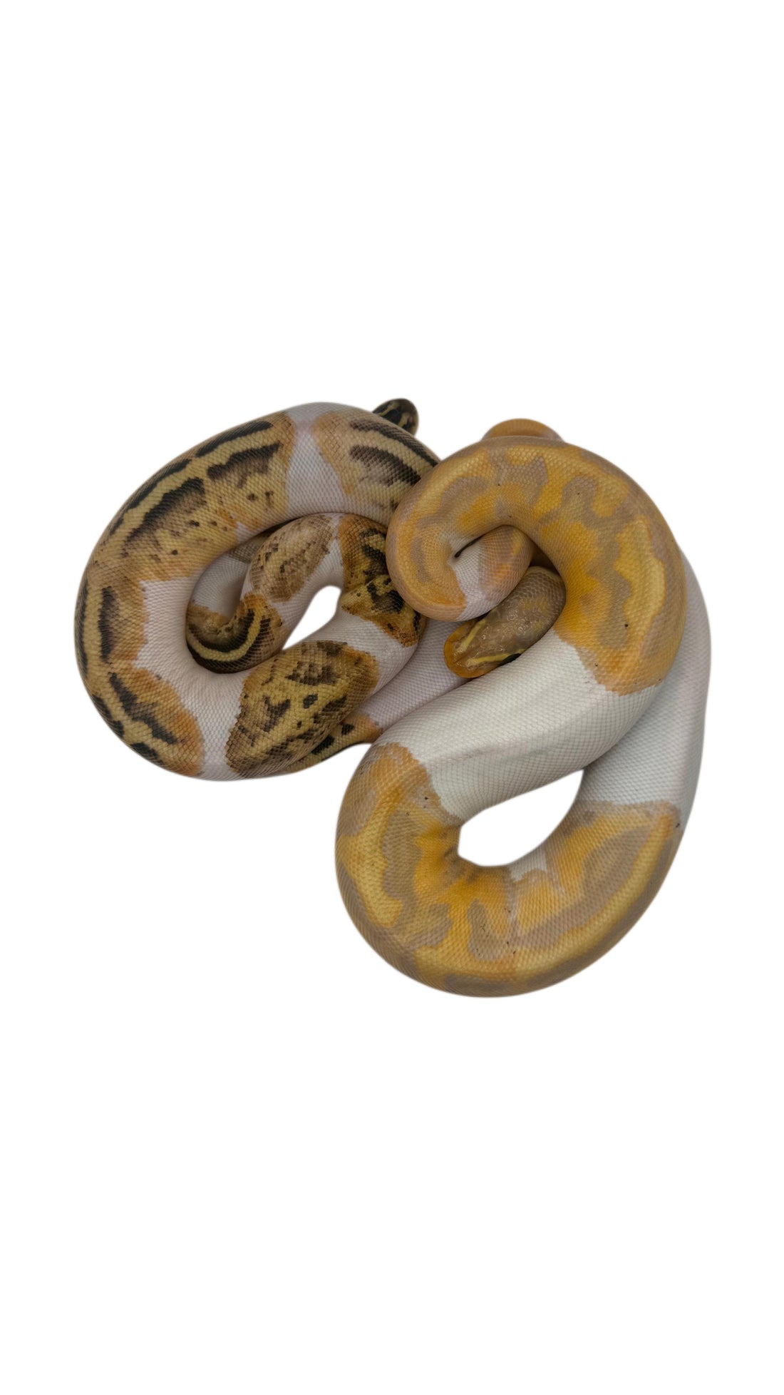Understanding Reptile Genetics