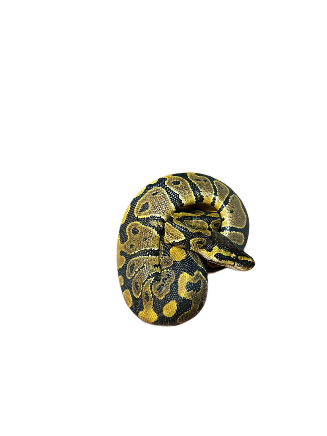 Ball python care sheet