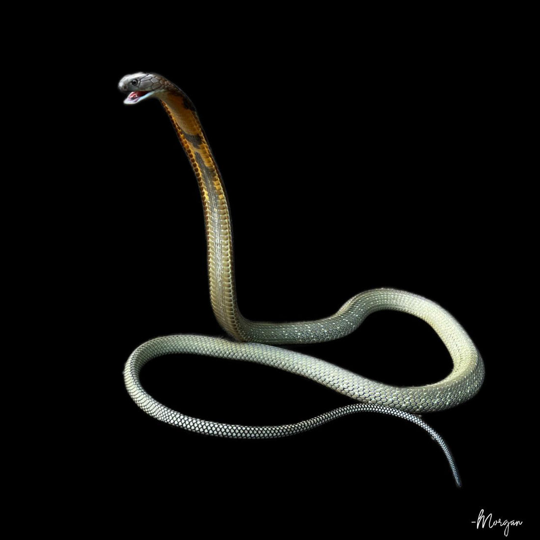 The King Cobra (Ophiophagus spp)