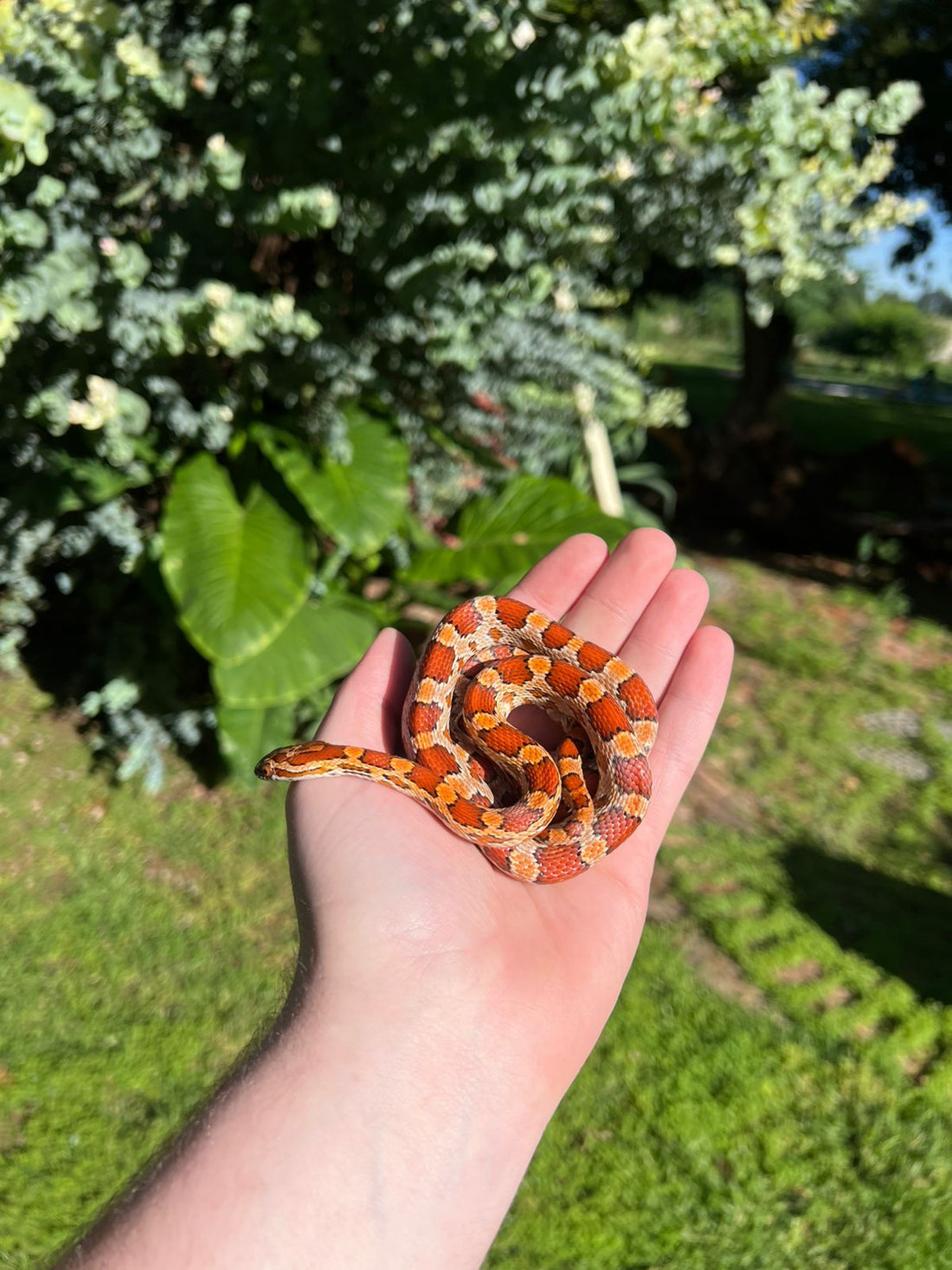 Corn snake care sheet