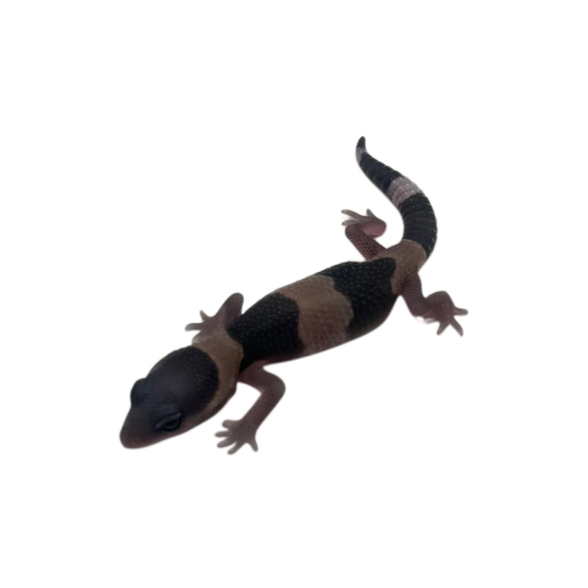 Geckos and Lizards