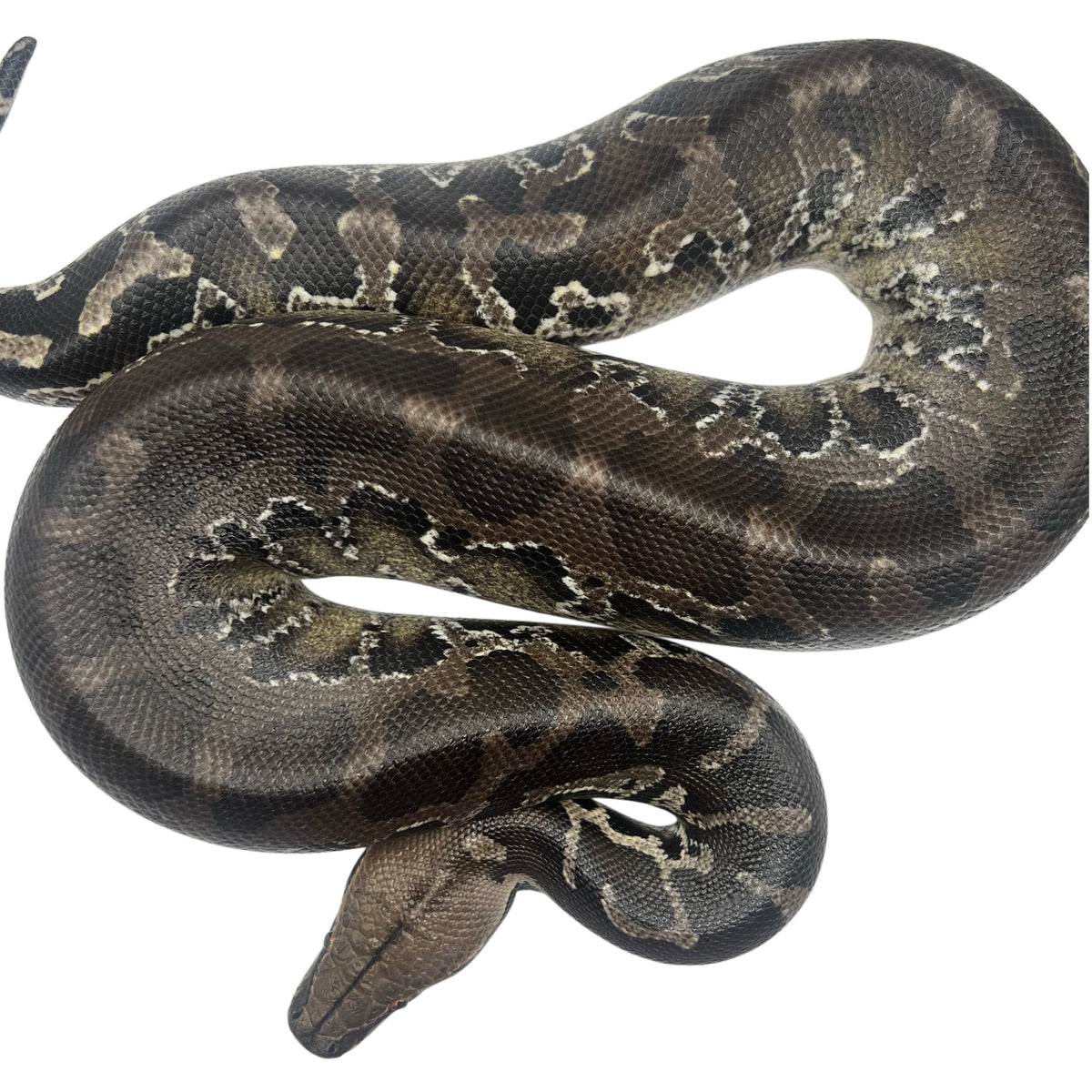 Boas and Pythons