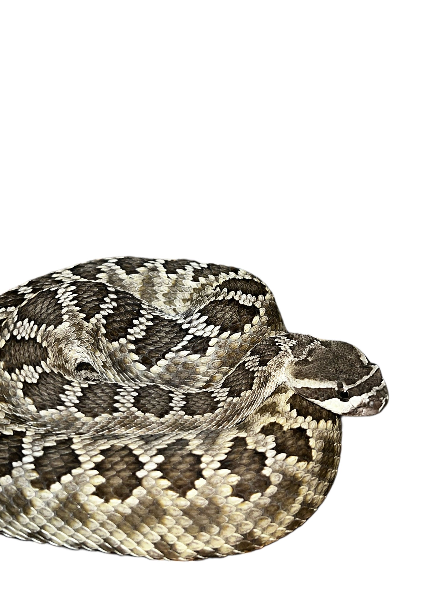 Venomous Reptiles