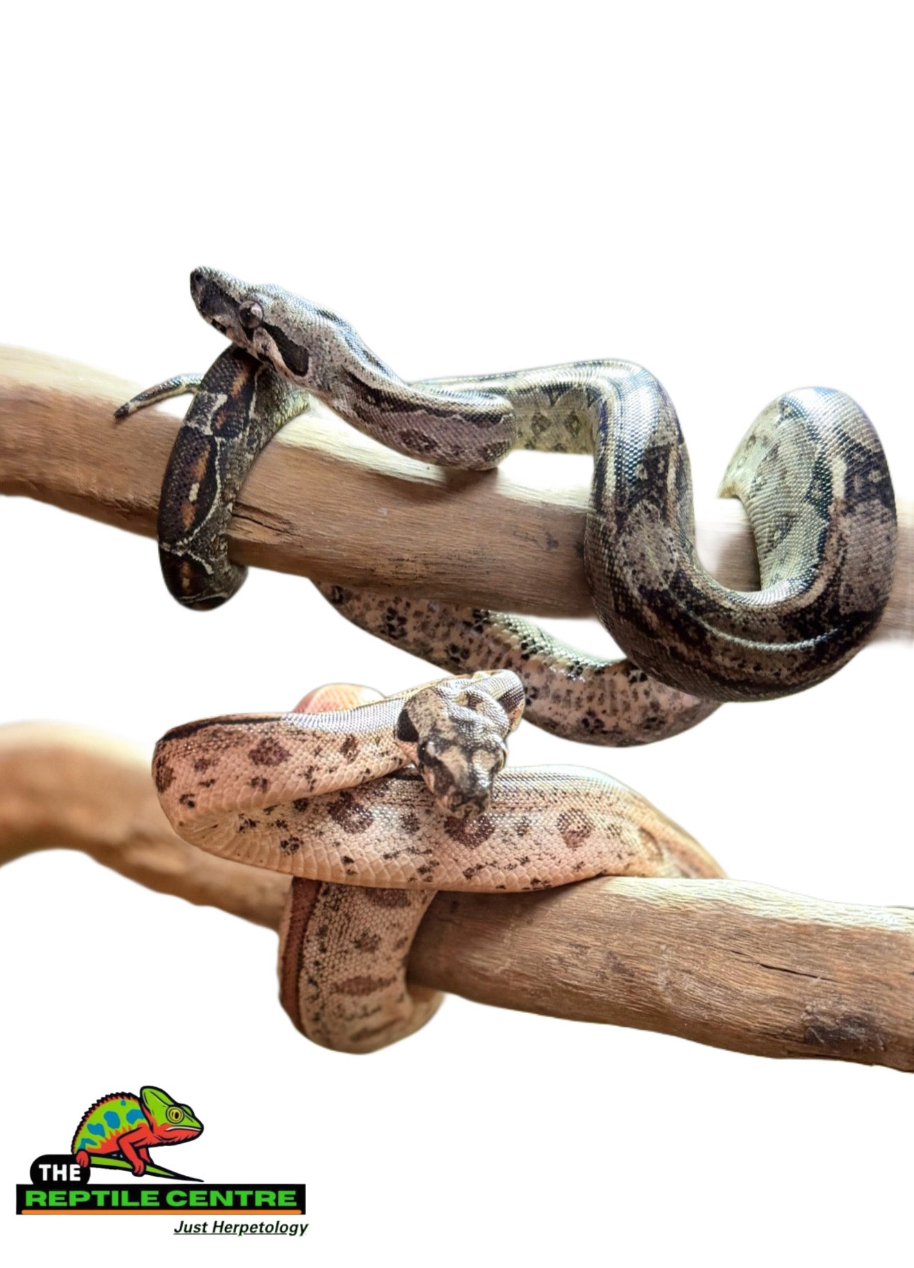 Reptiles