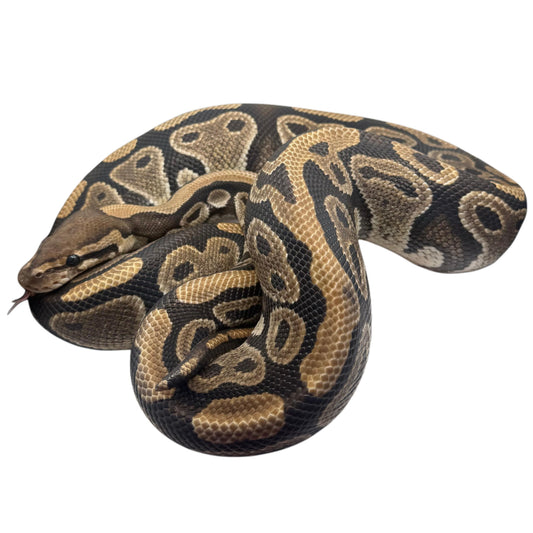 Fire Ball Python