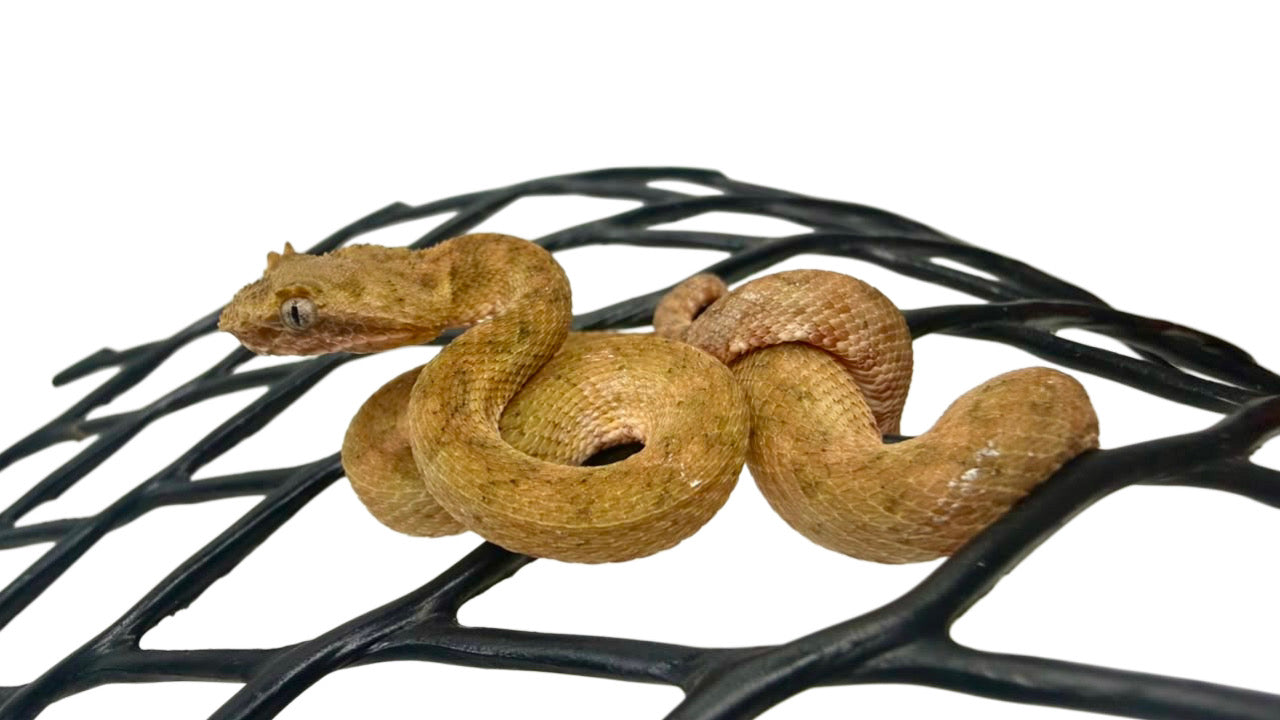 Eyelash Viper (Bothriechis spp) - 01