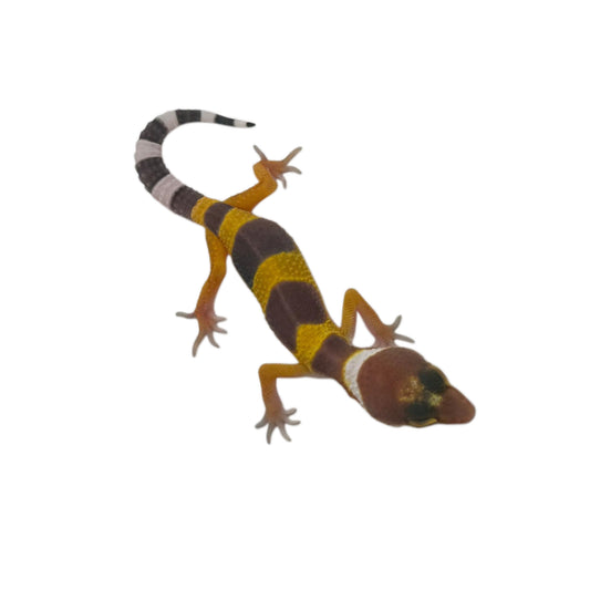 Hypo Leopard Gecko - 02