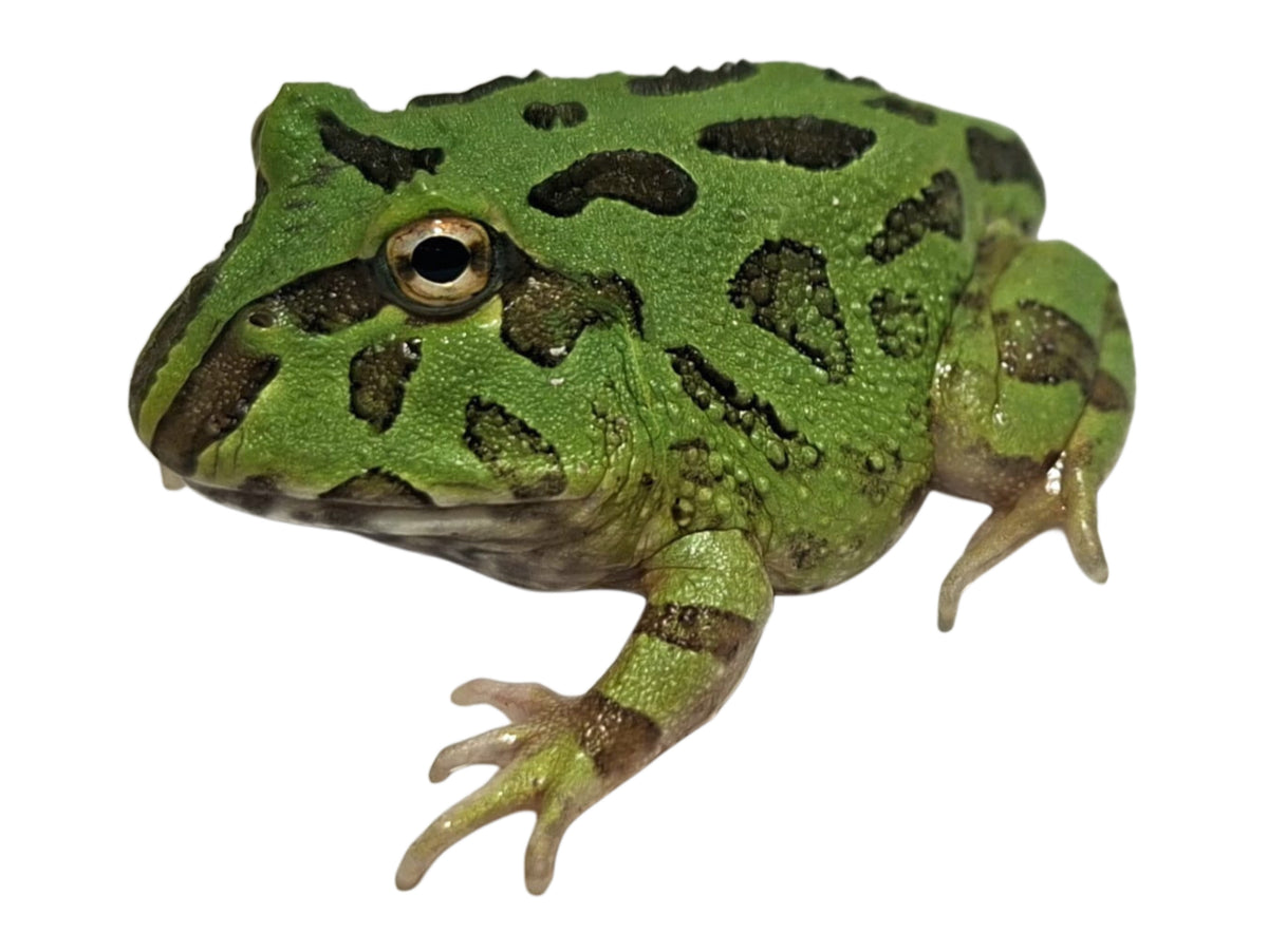 Peppermint Pac-Man Frog