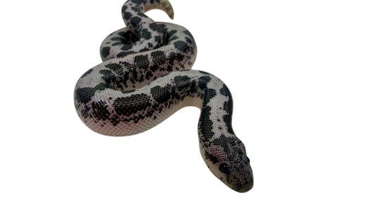 Anery Kenyan Sand Boa