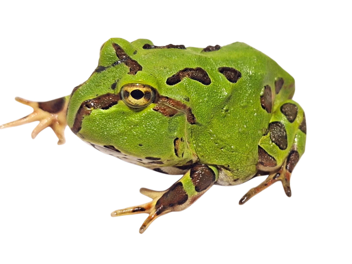 Green Pacific Horned frog