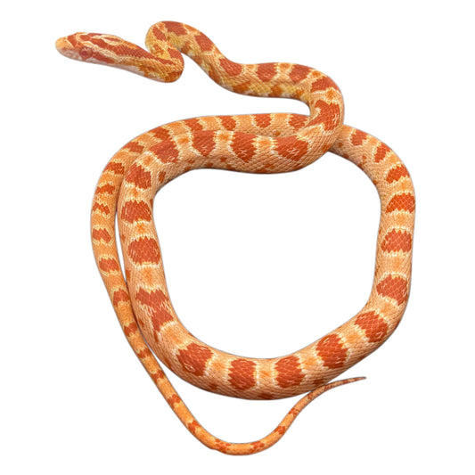 Albino Corn Snake