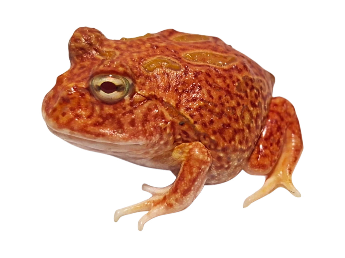 Coral Blaze Pac-Man Frog