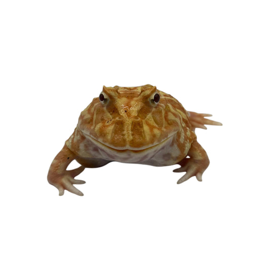 Strawberry Pac-Man Frog