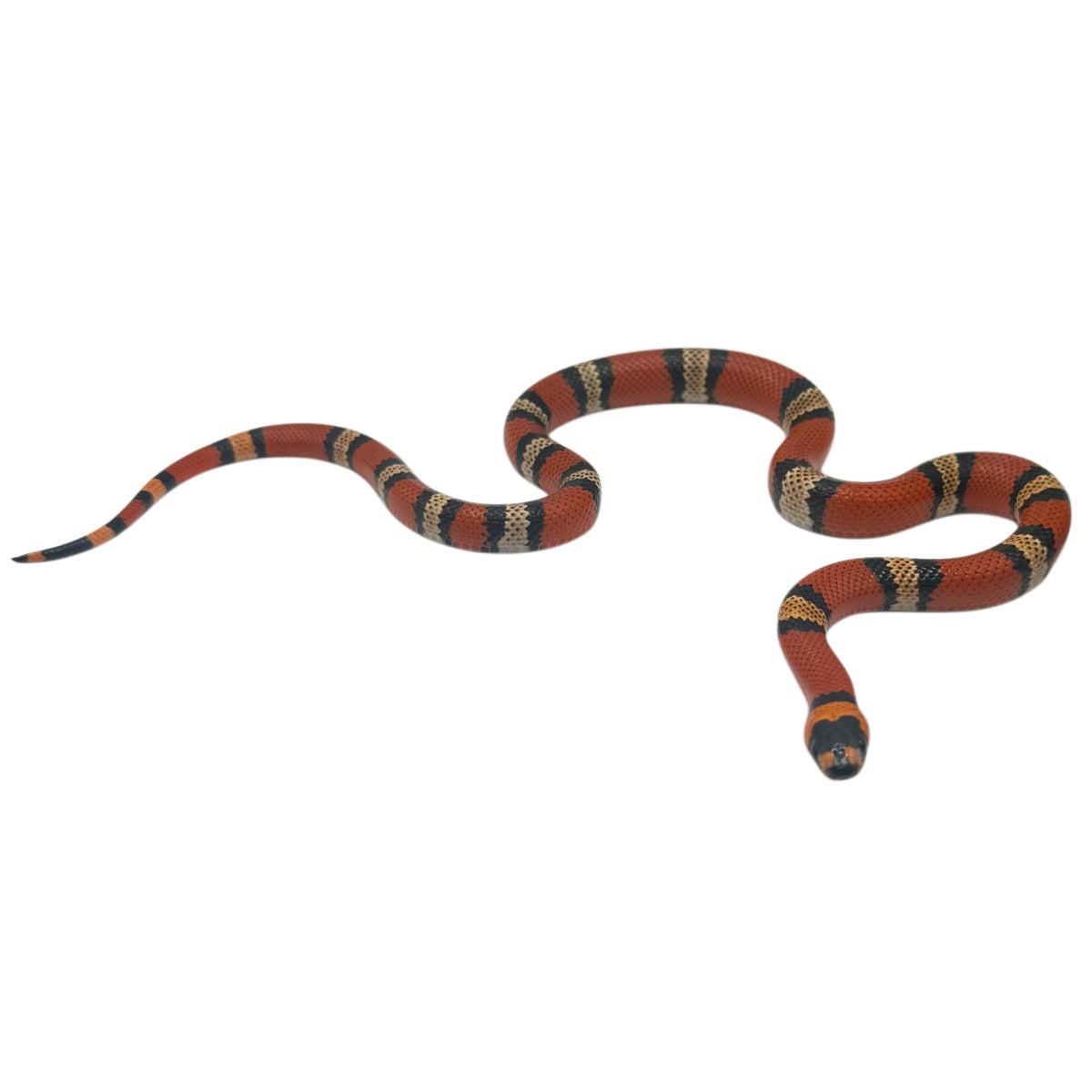 Trio Honduran Milk Snakes