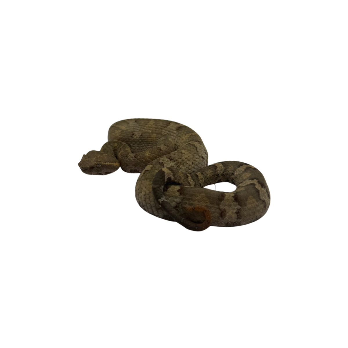 Flat-nosed Viper