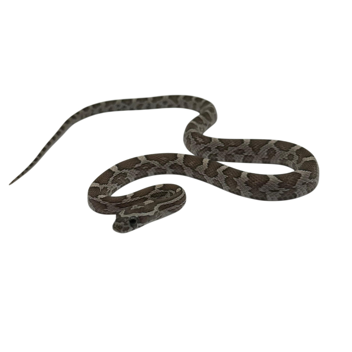 Charcoal Corn Snake