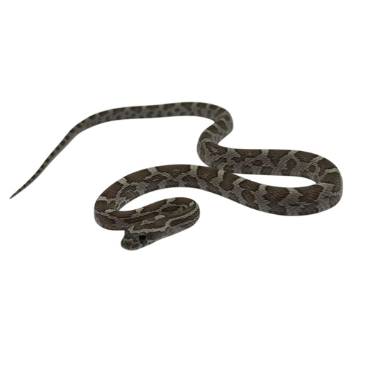 Charcoal Corn Snake