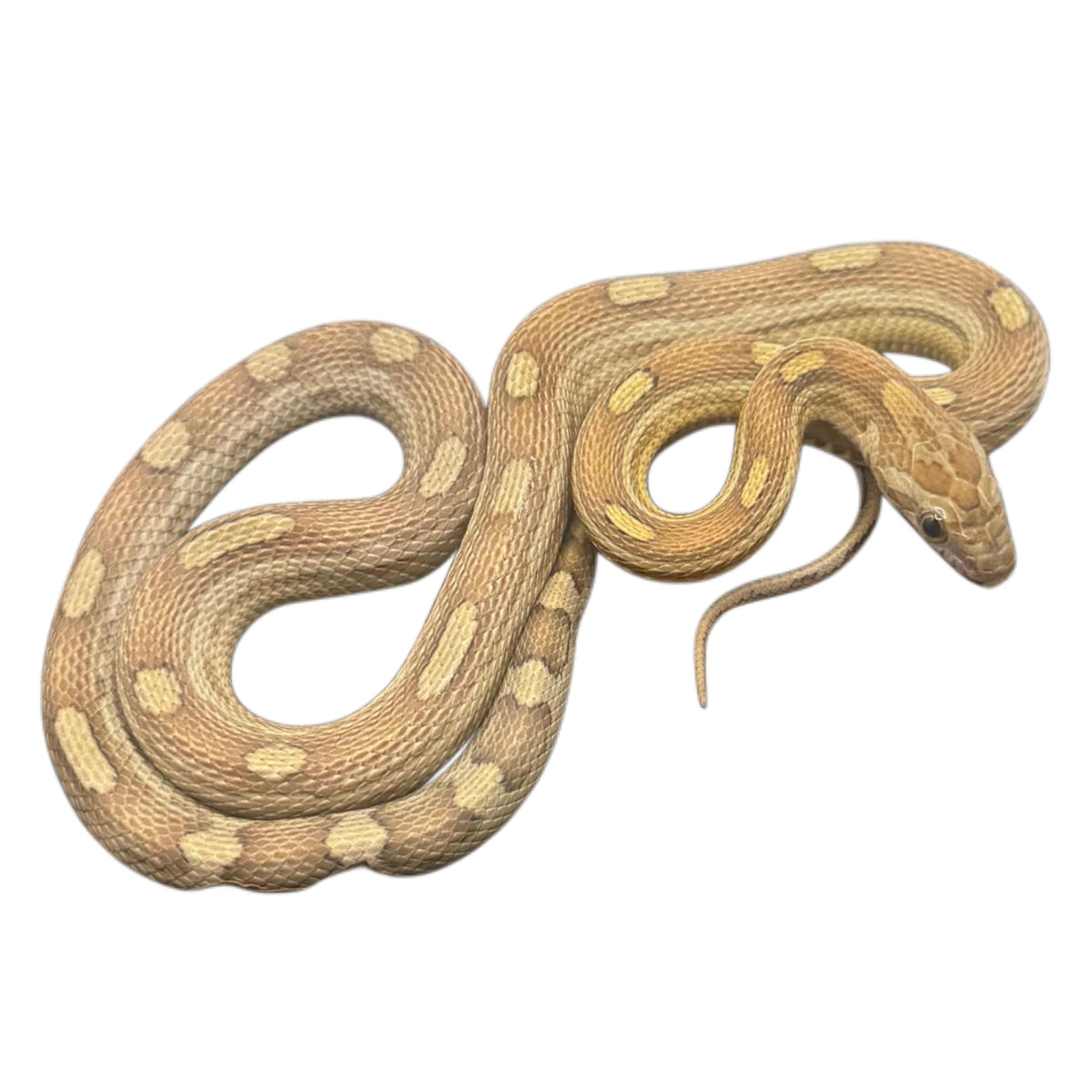 Caramel Motley Corn Snake