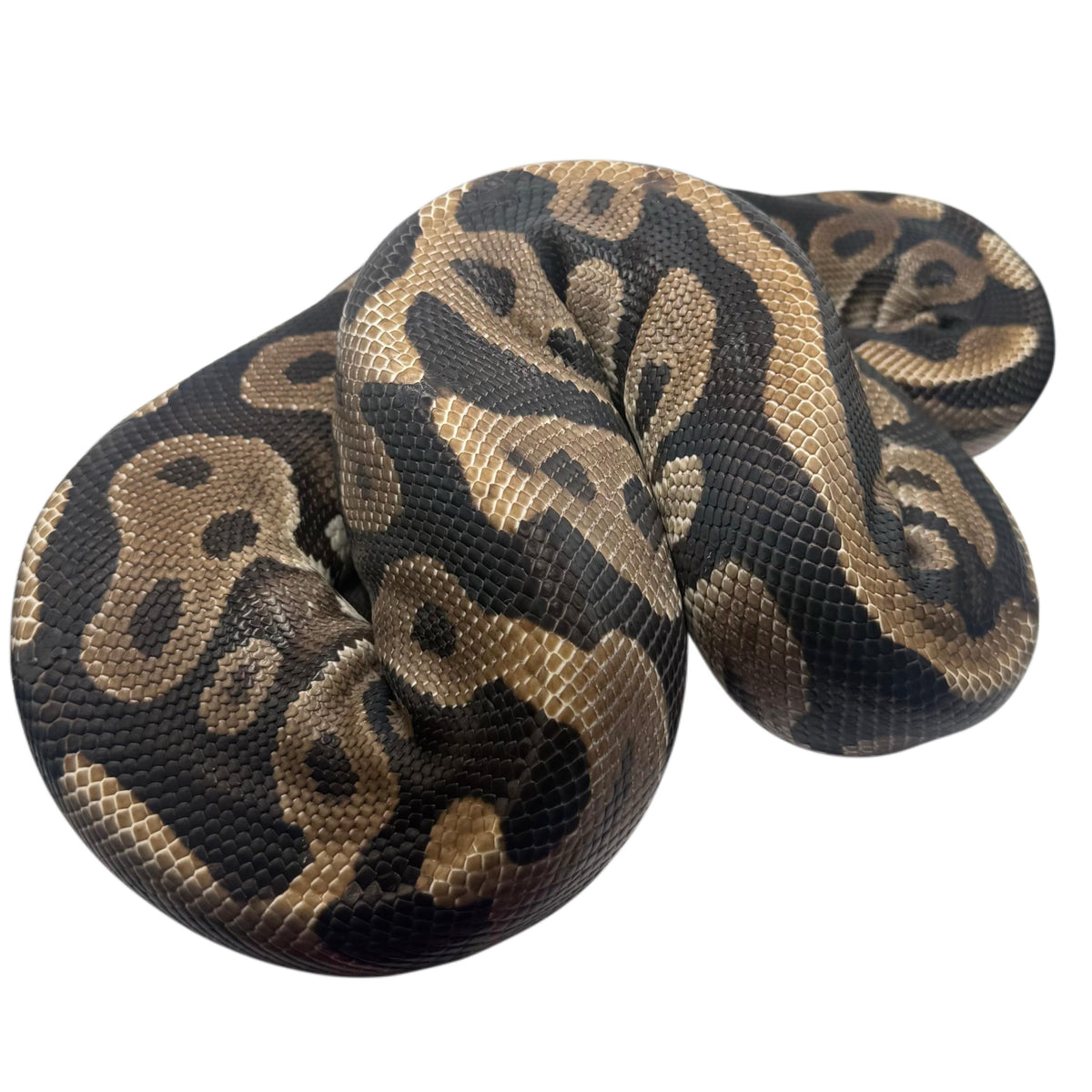 Leopard Ball Python