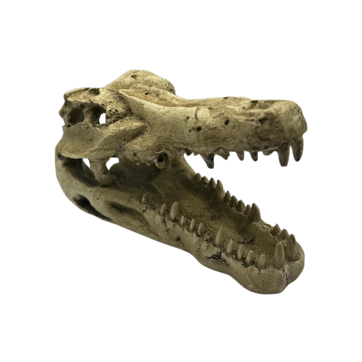 Crocodile Skull Decoration