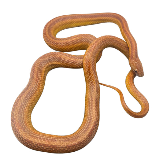 Striped Corn Snake