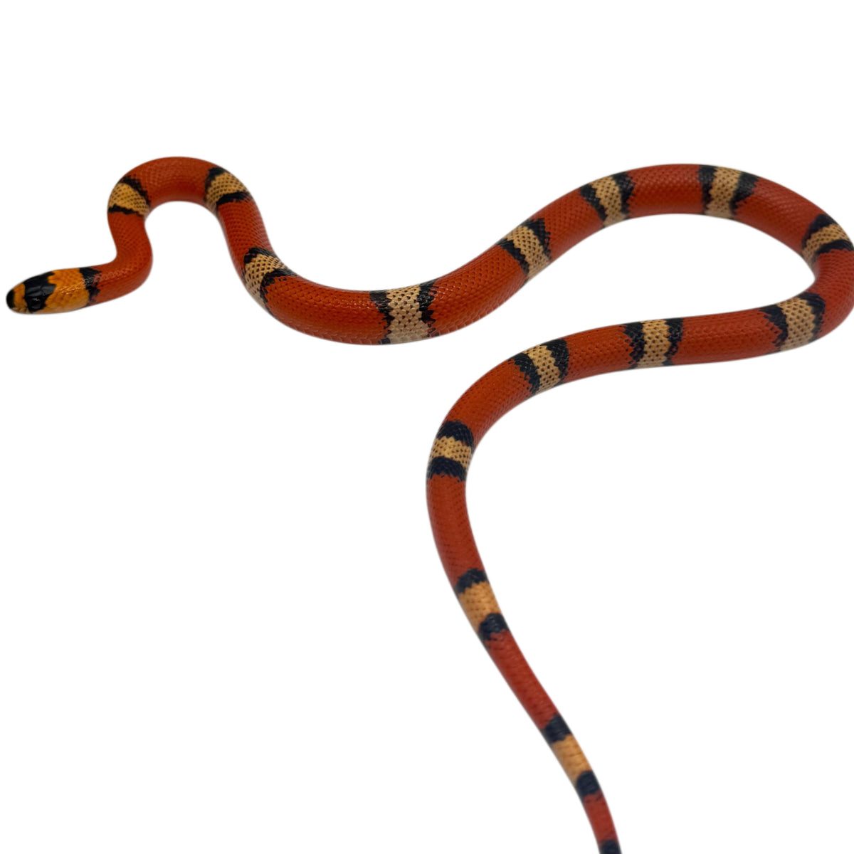 Trio Honduran Milk Snakes